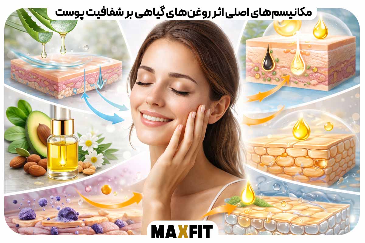 Main mechanisms of the effect of vegetable oils on skin clarity
