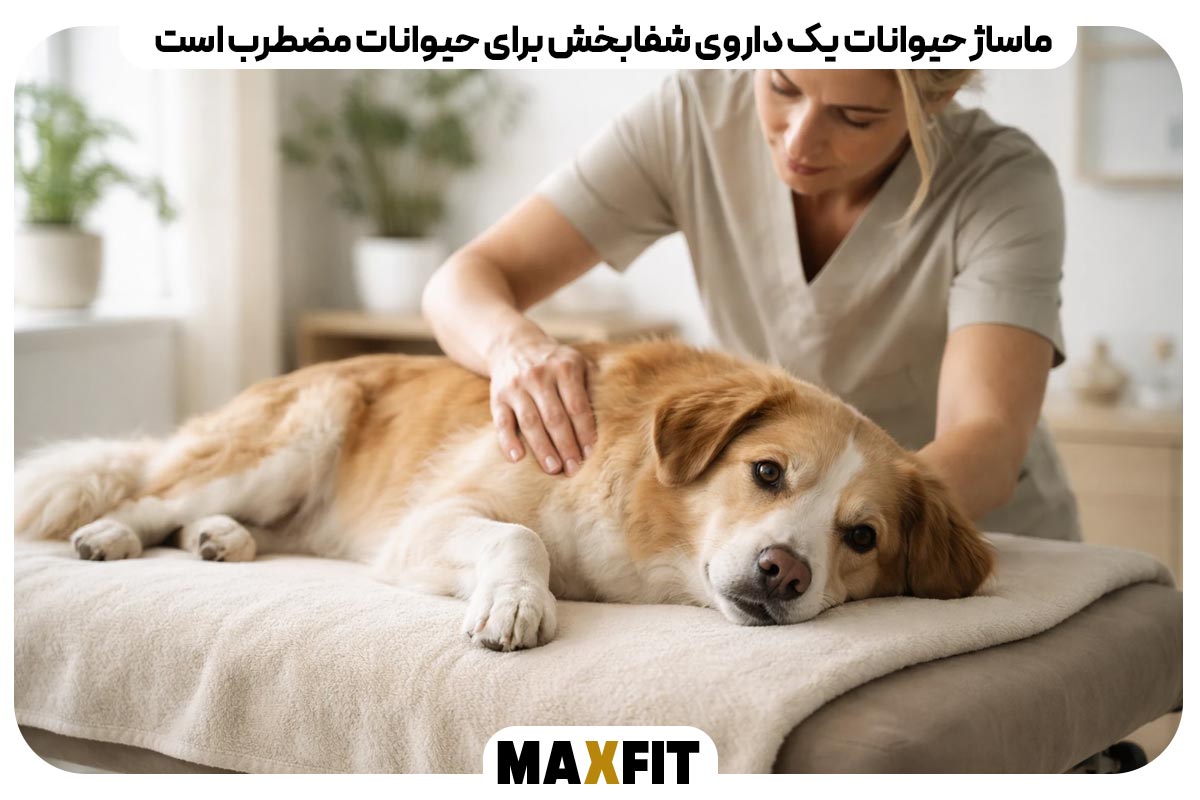 Animal massage is a healing medicine for anxious animals.