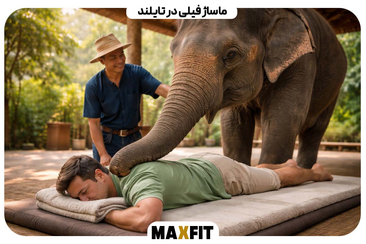 Elephant massage in Thailand