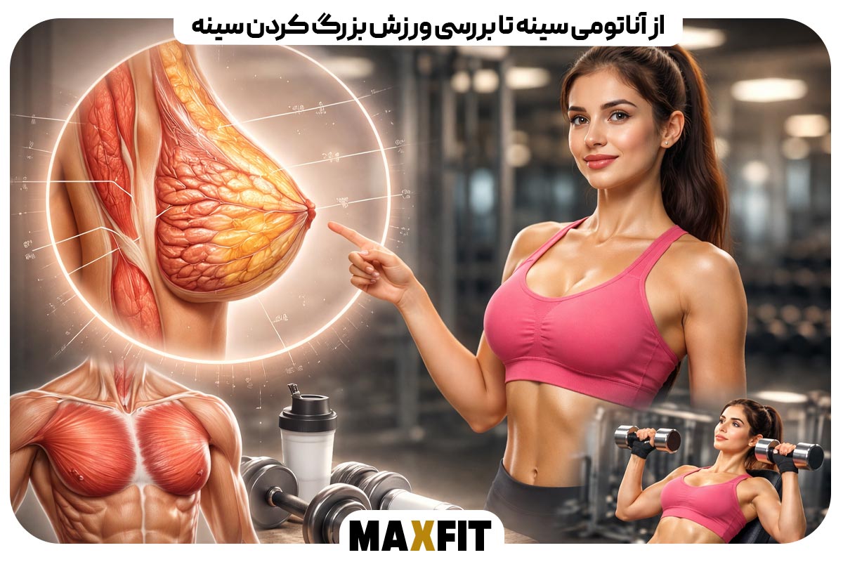 From breast anatomy to examining breast enlargement exercises
