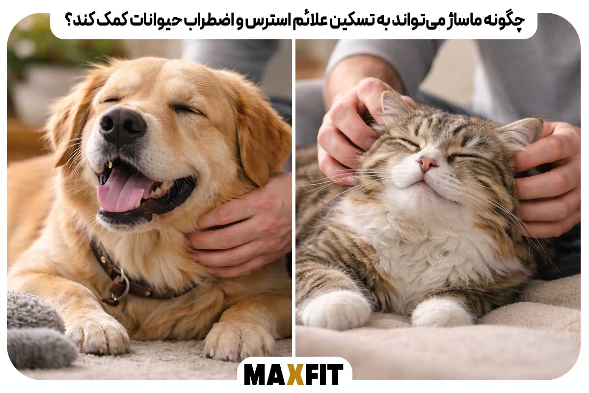 How can massage help relieve symptoms of stress and anxiety in animals?