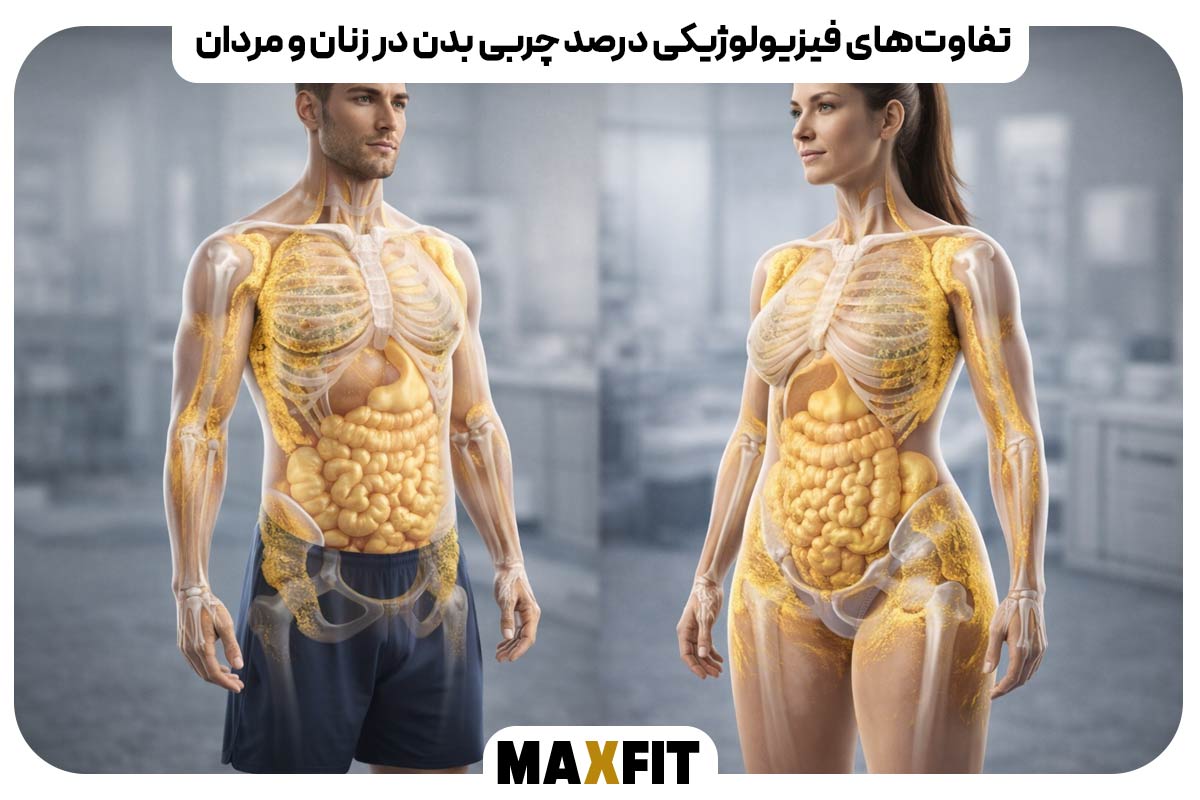 Physiological differences in body fat percentage between women and men