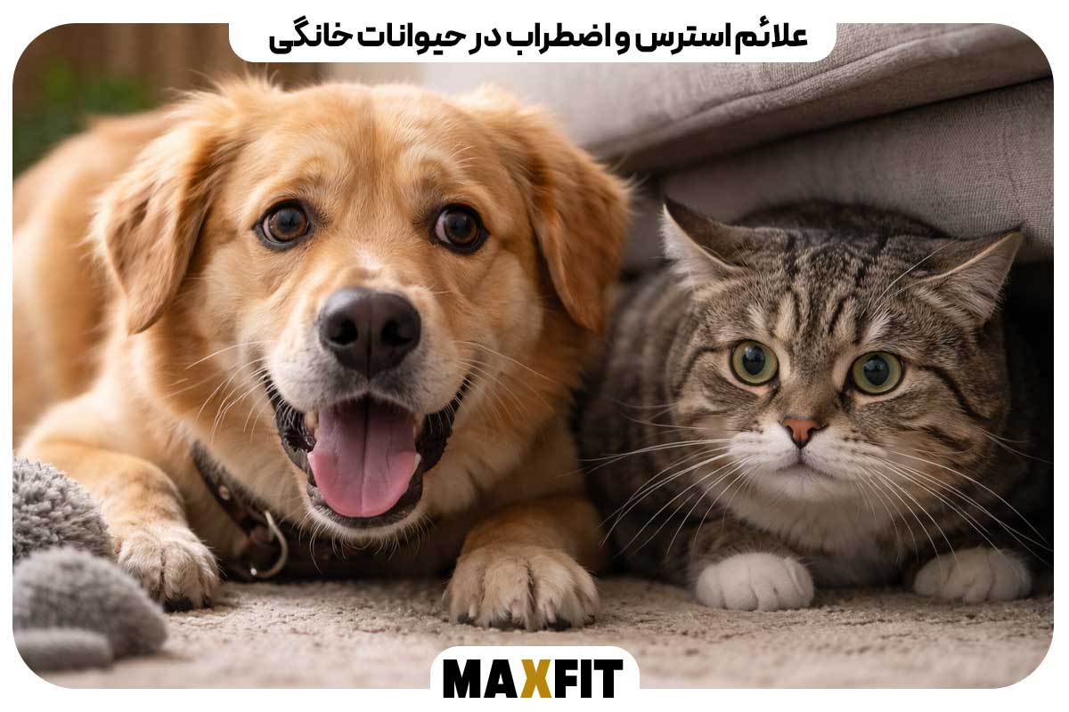 Signs of stress and anxiety in pets