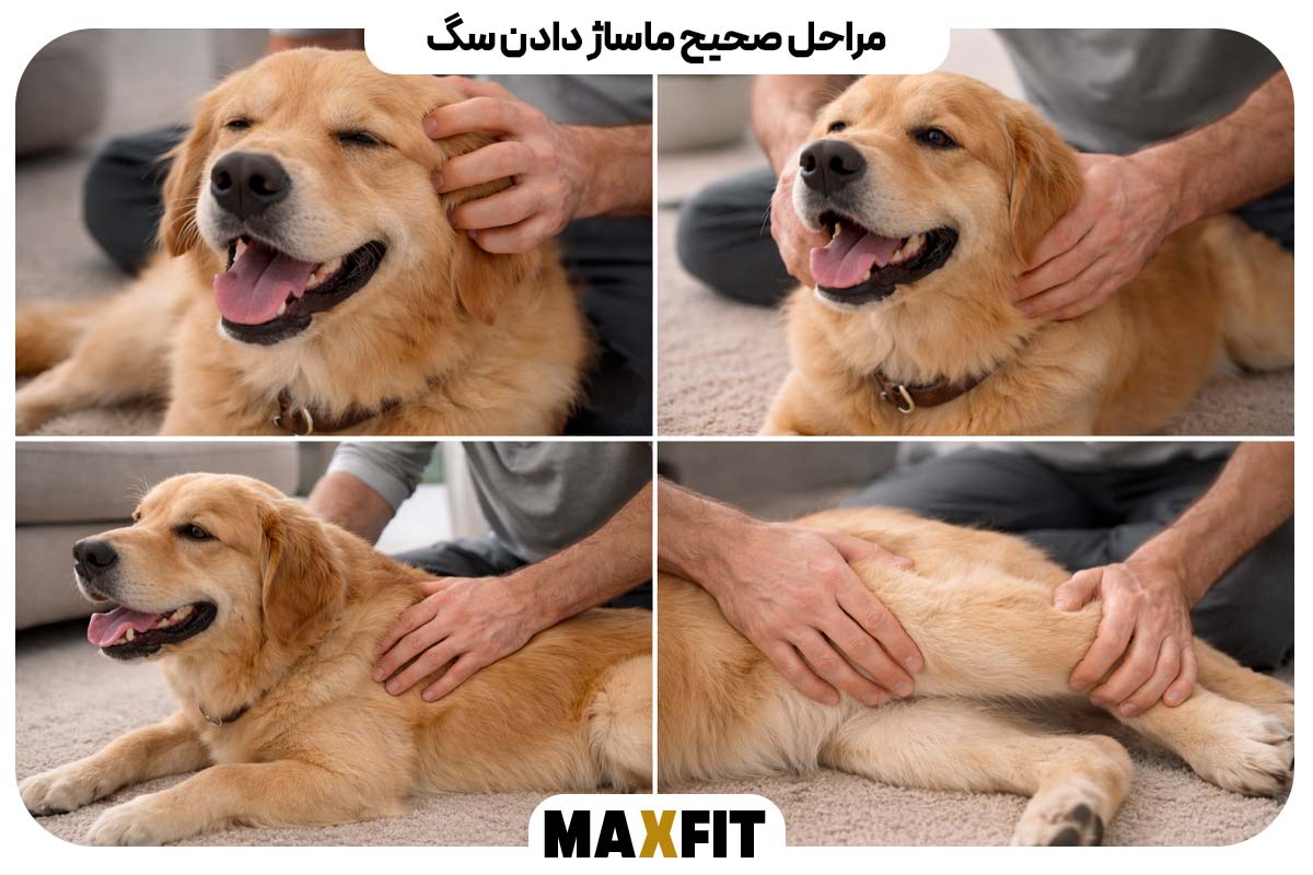 The correct steps for massaging a dog