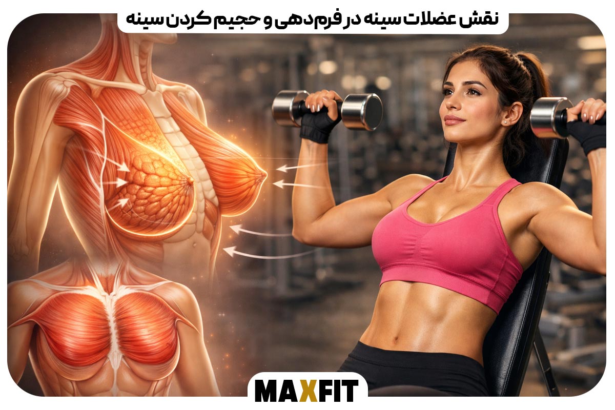 The role of chest muscles in shaping and enlarging the breast