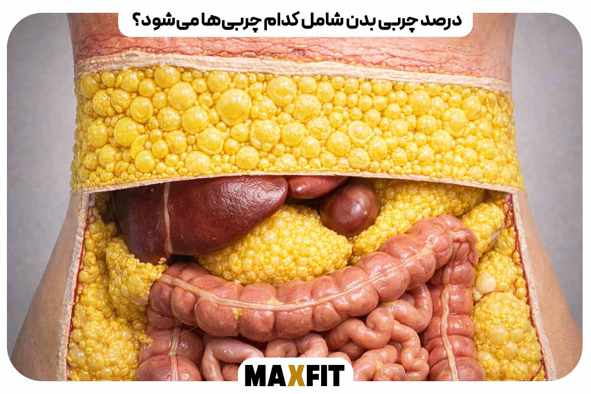 What fats does body fat percentage include?
