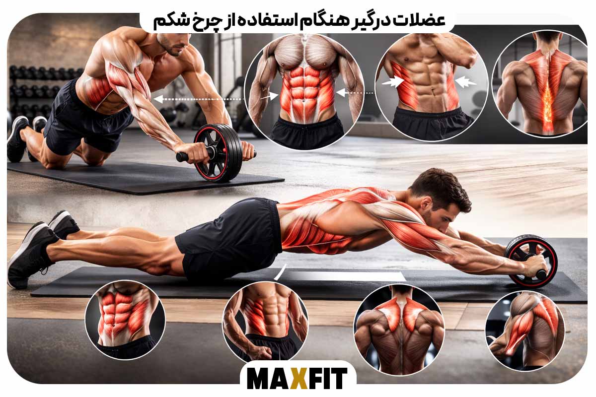 عضلات درگیر هنگام استفاده از چرخ شکم