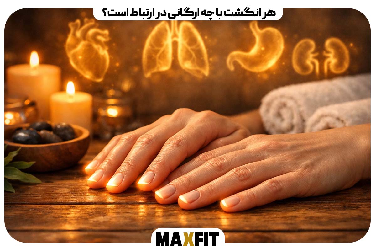 هر انگشت با چه ارگانی در ارتباط است؟
