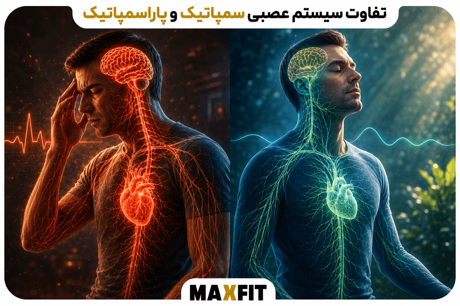 تفاوت سیستم عصبی سمپاتیک و پاراسمپاتیک