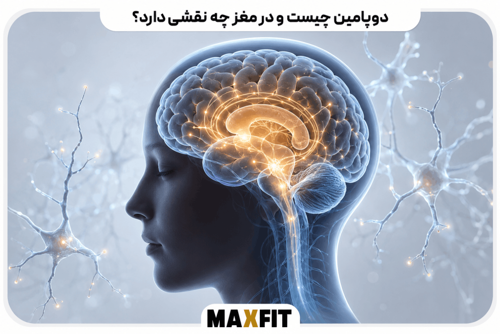 تصویر علمی از مغز انسان و مسیرهای عصبی دوپامین که نقش دوپامین در عملکرد مغز، انگیزه و سیستم پاداش را نشان میدهد