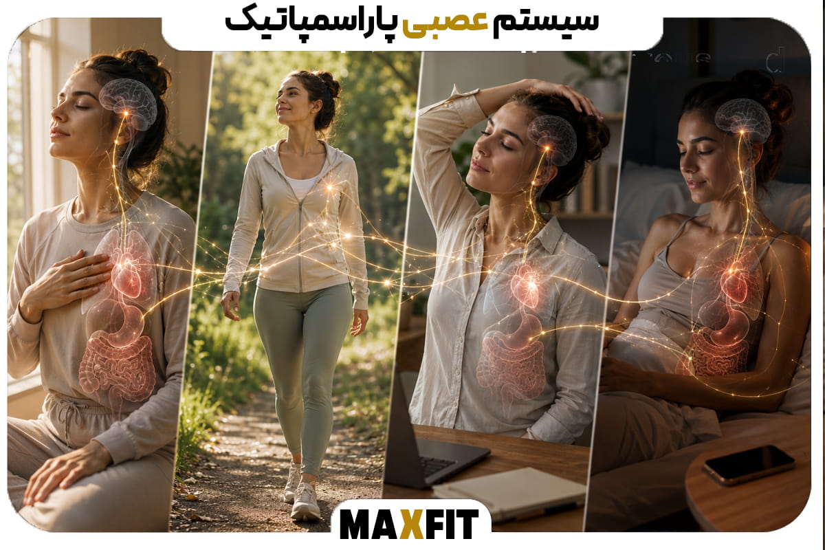 زن آرام در حال استراحت همراه با نمایش عصب واگ، قلب، ریهها و دستگاه گوارش بهعنوان بخشهای مرتبط با سیستم عصبی پاراسمپاتیک