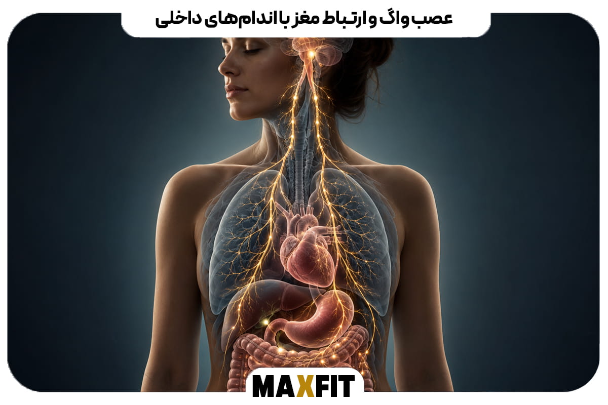 نمای آناتومیک مسیر عصب واگ از ساقه مغز و گردن به قلب، ریهها، معده و رودهها