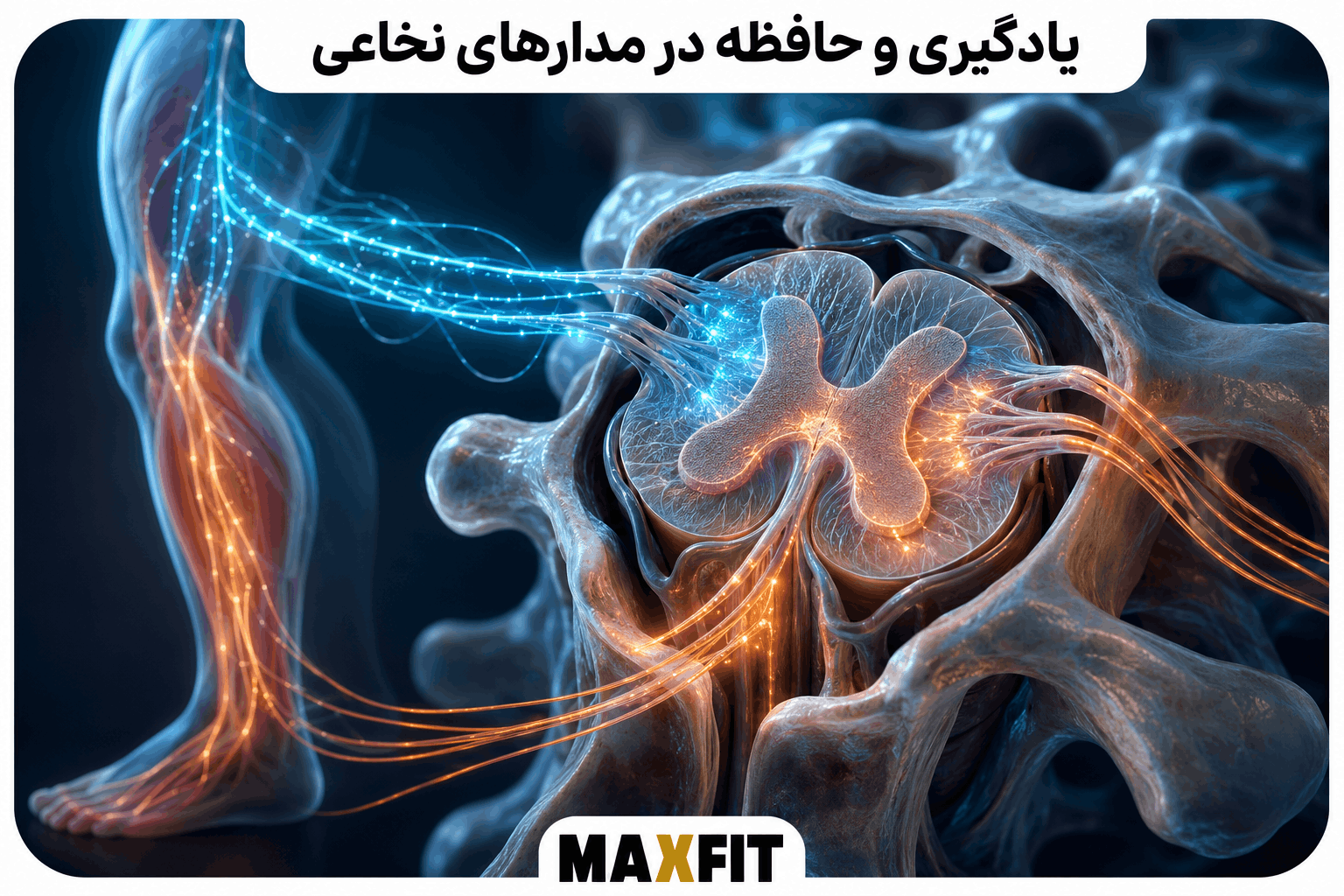 مدارهای عصبی فعال در نخاع و انتقال پیامهای حسی و حرکتی میان نخاع و پا