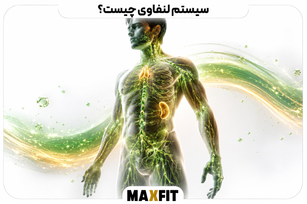 سیستم لنفاوی چیست و چگونه در بدن عمل می‌کند